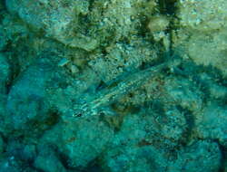 Fusigobius melacron (Randall 2001) resmi