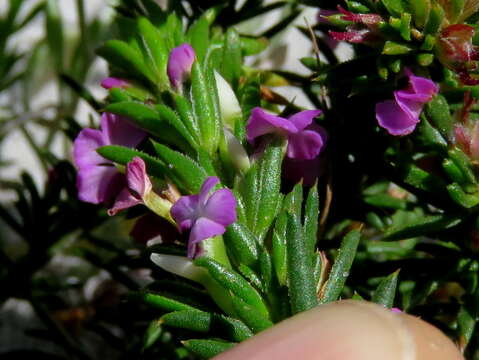 Image of Muraltia pageae Levyns