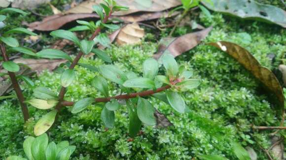 Image of Sedum microsepalum Hayata