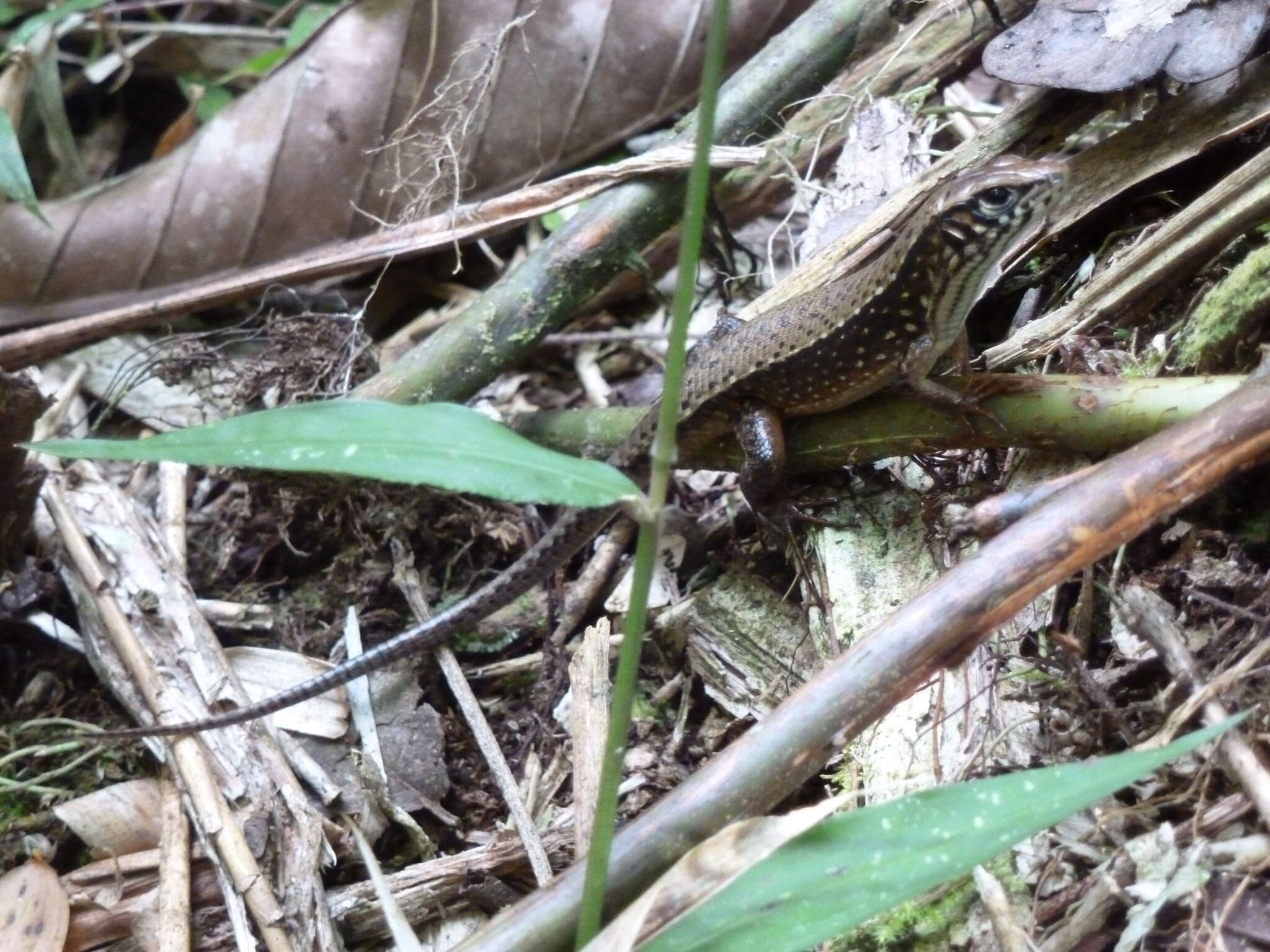 Image of Red-legged Girdled Lizard