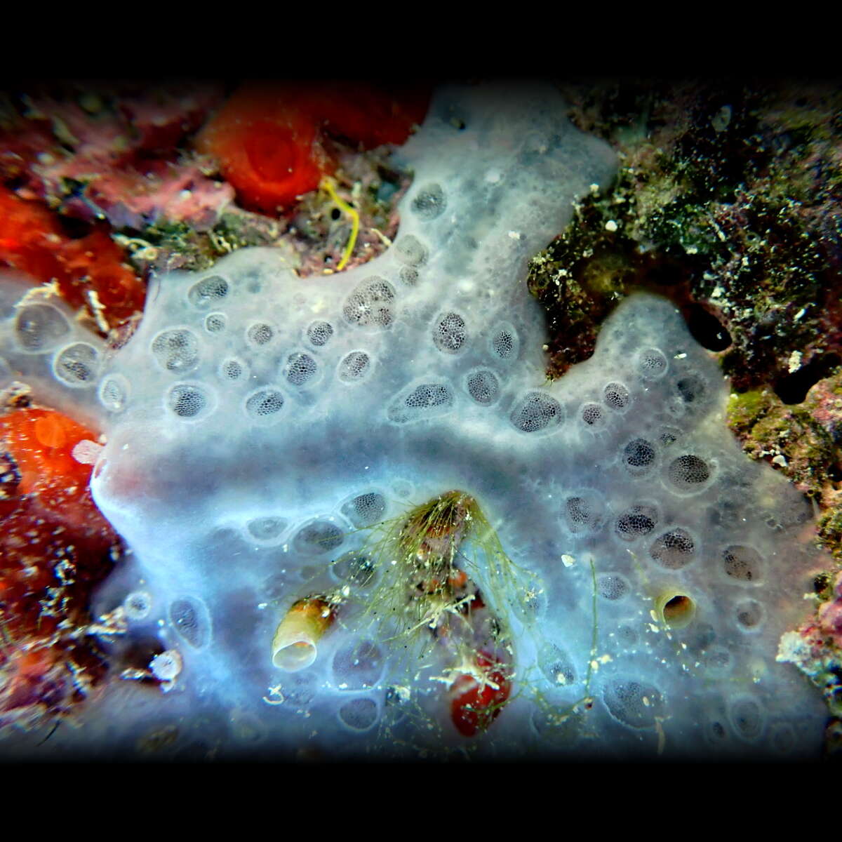 Image of bluish encrusting sponge