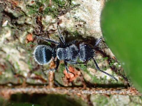 Imagem de Echinopla lineata Mayr 1862