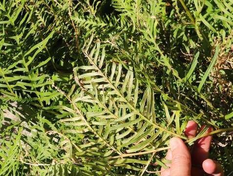 Imagem de Pteris dentata Forsk.