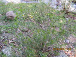 Image of shrubby yellowcrest