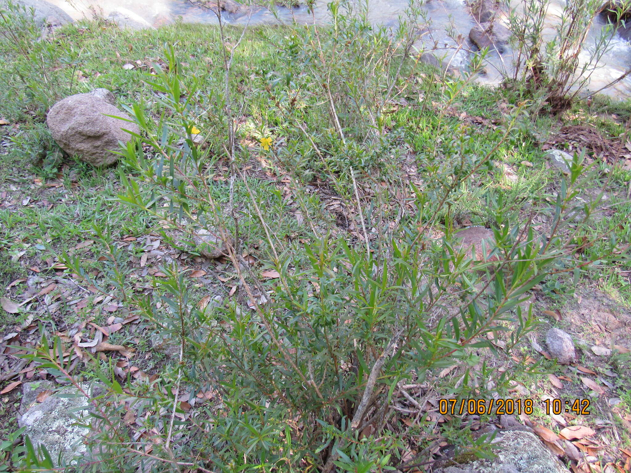 Image of shrubby yellowcrest