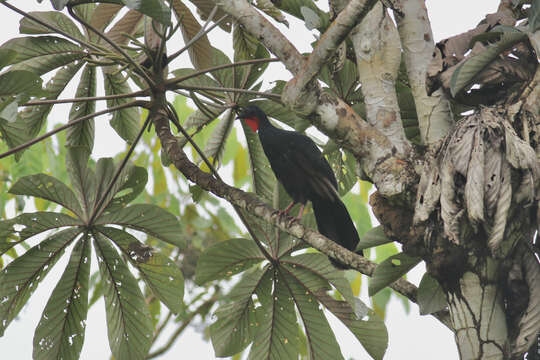 Image of Spix's Guan