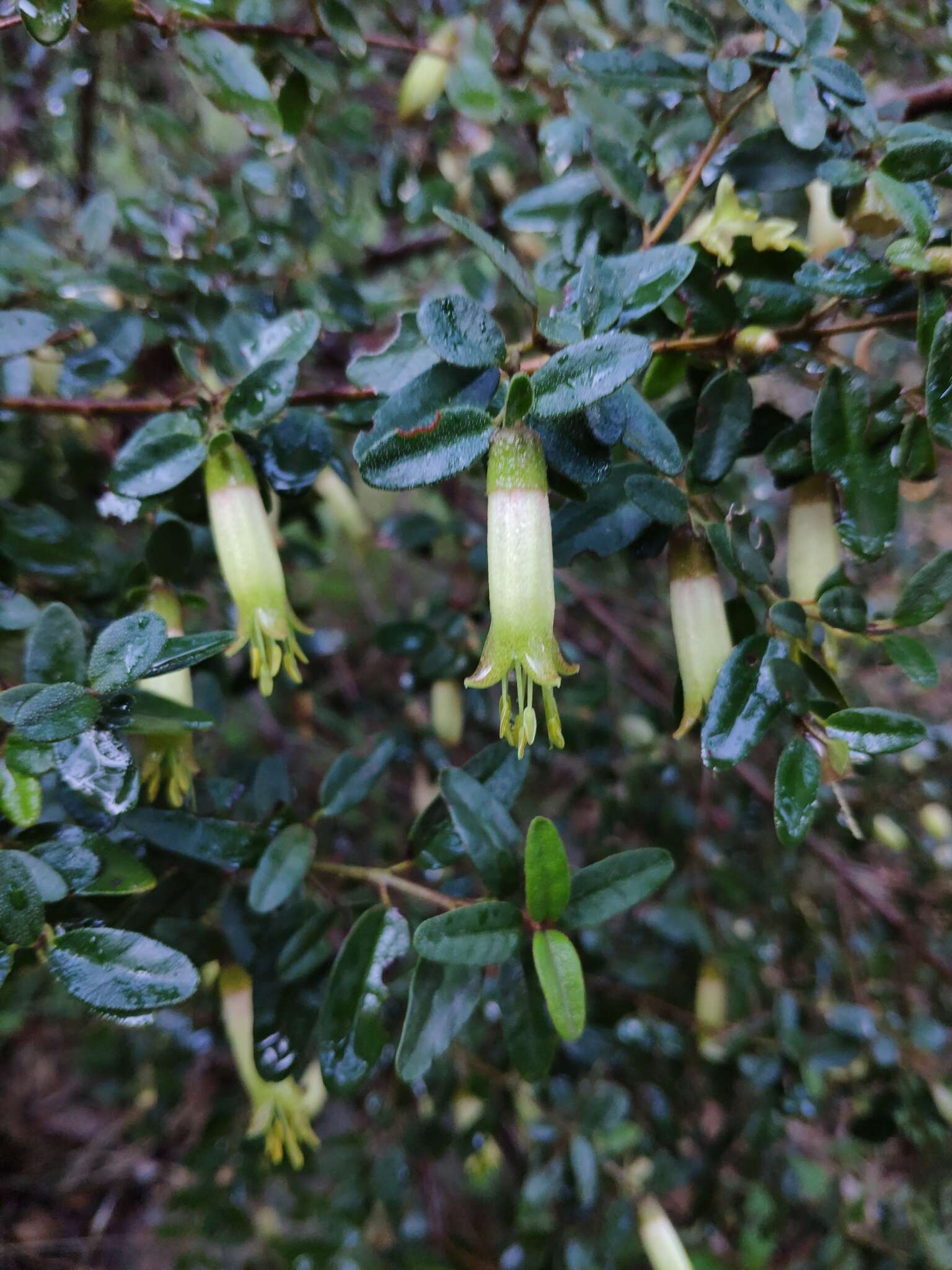 صورة Correa glabra var. leucoclada (Lindl.) Paul G. Wilson