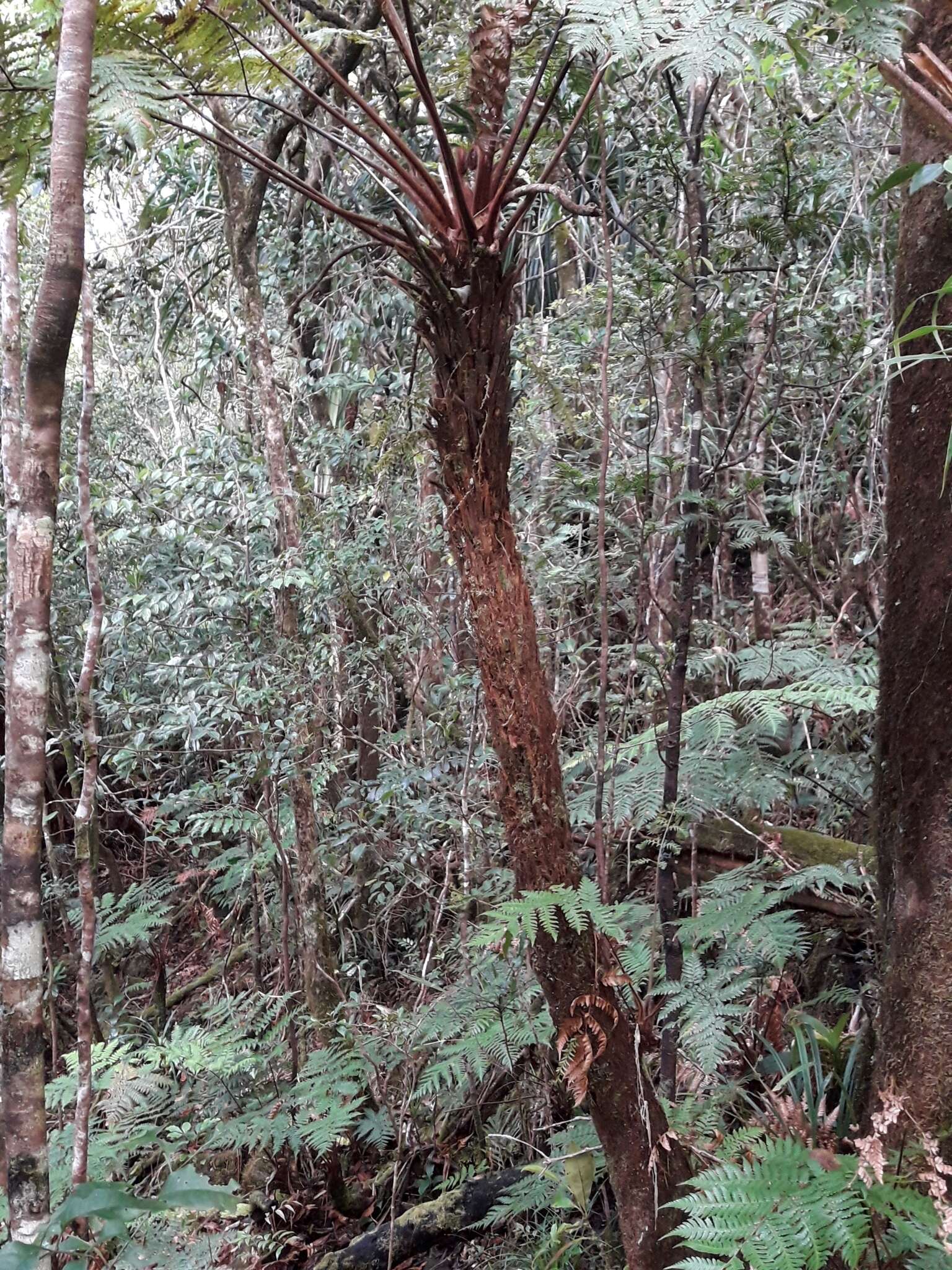 Image of Dicksonia baudouinii Fourn.