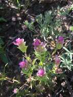 Image of toothed owl's-clover