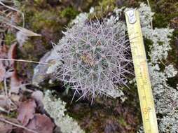 Image de Mammillaria discolor Haw.