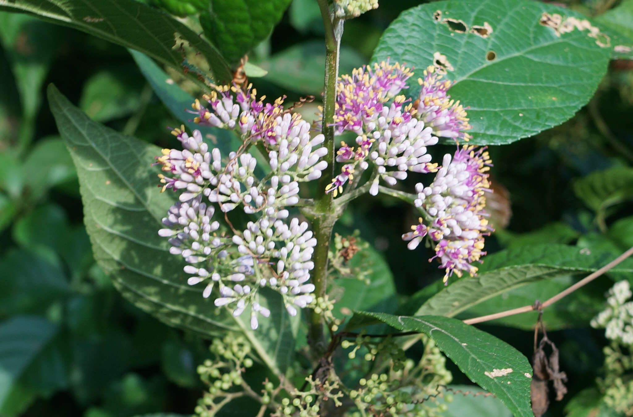 Image of Japanese callicarpa