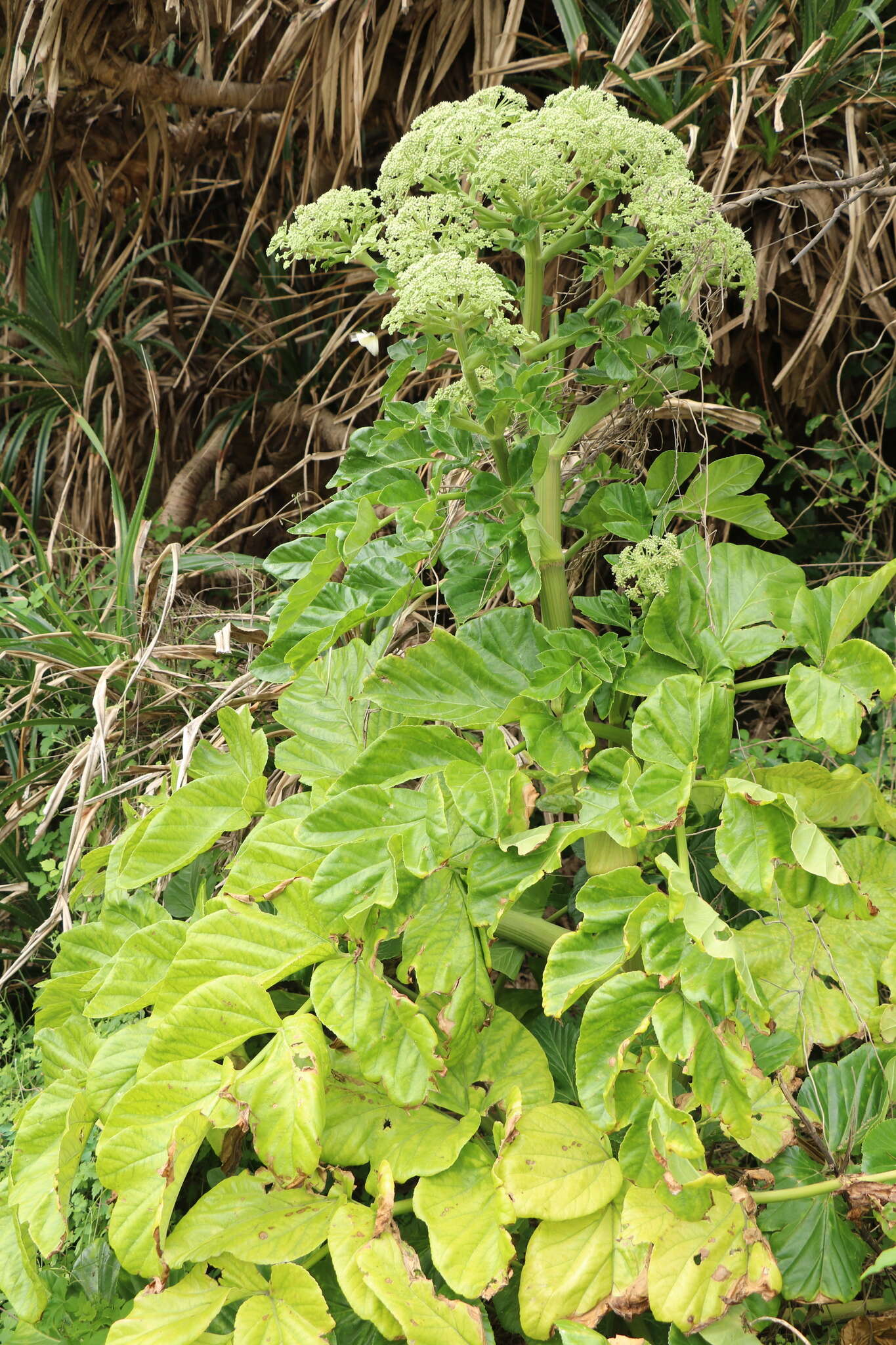 Image of Angelica hirsutiflora Liu, C. Y. Chao & Chuang