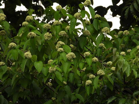 Image of Forsteronia umbellata (Aubl.) R. E. Woodson