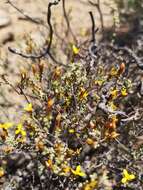 Image of Oedera oppositifolia (DC.) N. G. Bergh