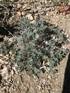 Image of stemless dwarf lupine