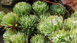 Слика од Petrosedum forsterianum (Sm.) V. Grulich