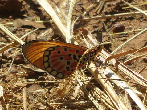 Image of Acraea acrita Hewitson 1865