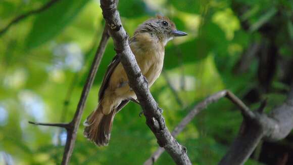 Image of Planalto Slaty Antshrike