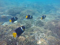 Image of King Angelfish