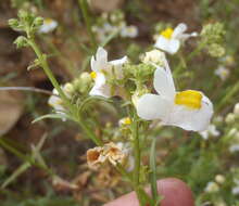 صورة Nemesia fruticans (Thunb.) Benth.