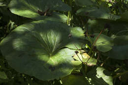 Caltha palustris var. barthei Hance的圖片