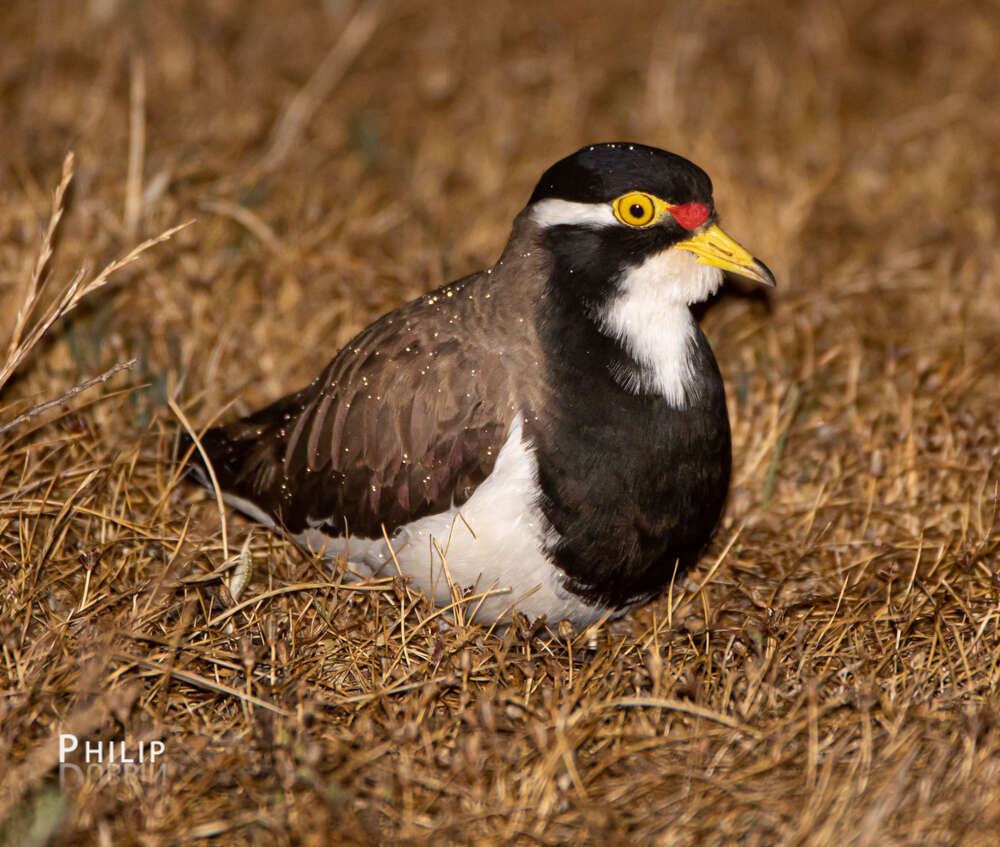 Image of Banded Lapwing