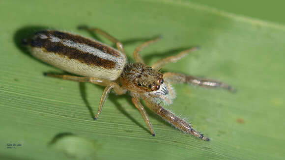 Image of Mendoza canestrinii (Ninni 1868)