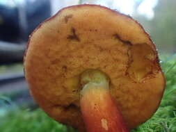 Image of Boletus tasmanicus Hongo & A. K. Mills 1989