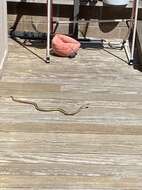 Image of Alameda Striped Racer