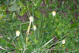 Image of Haemanthus albiflos Jacq.