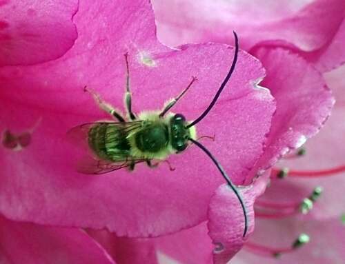 Image of Eucera nipponensis (Pérez 1905)