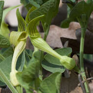 Image de Aristolochia pallida Willd.