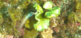 Image of Banda coralblenny