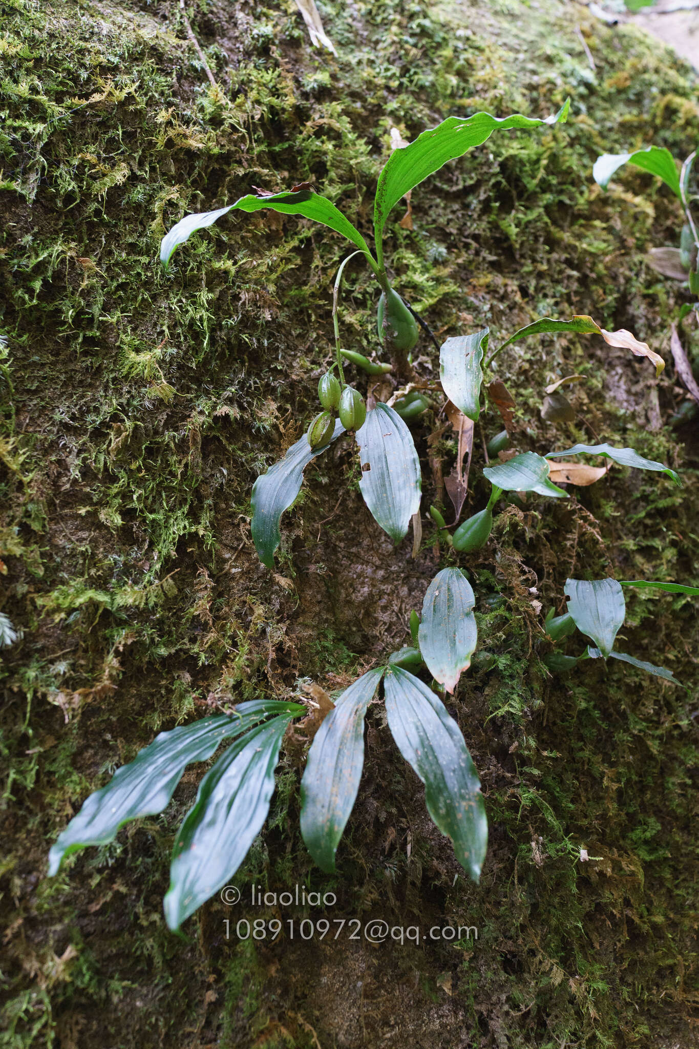 Image of Rattlesnake Orchid