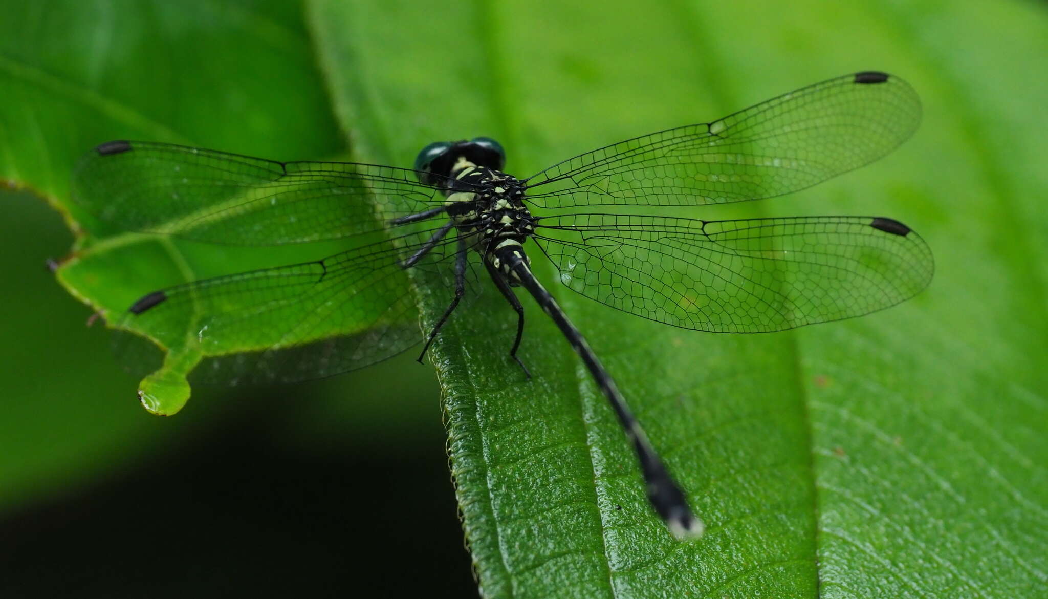 Image of Heliogomphus walli Fraser 1925