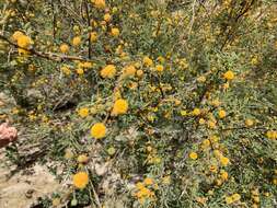 Image de Vachellia farnesiana var. farnesiana