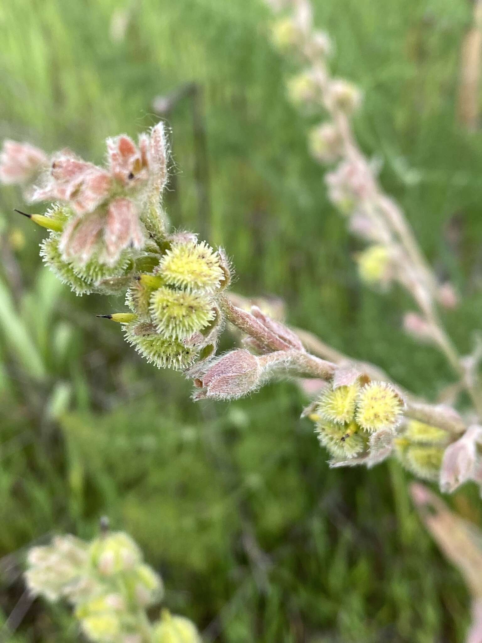 Sivun Cynoglossum clandestinum Desf. kuva