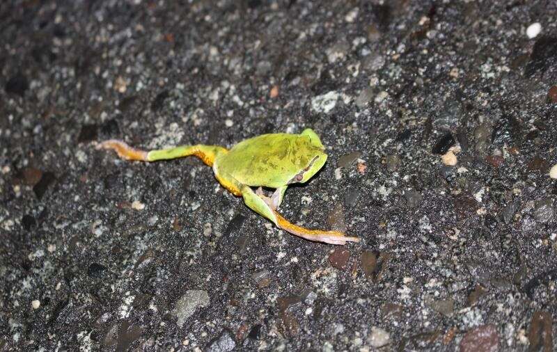 Image of Pine Barrens Treefrog