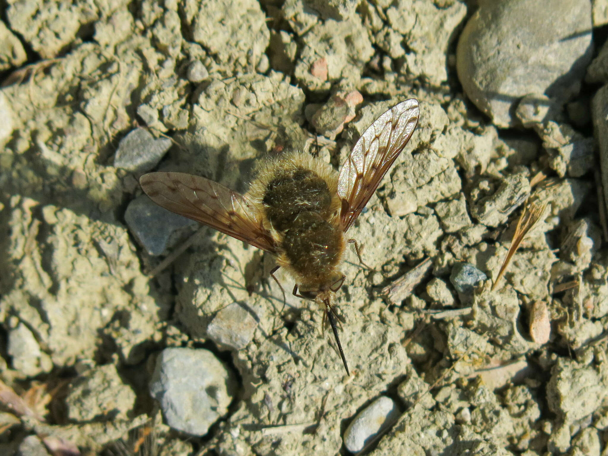 Image of Bombylius medius Linnaeus 1758