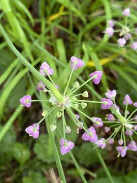 Image of Lady's leek