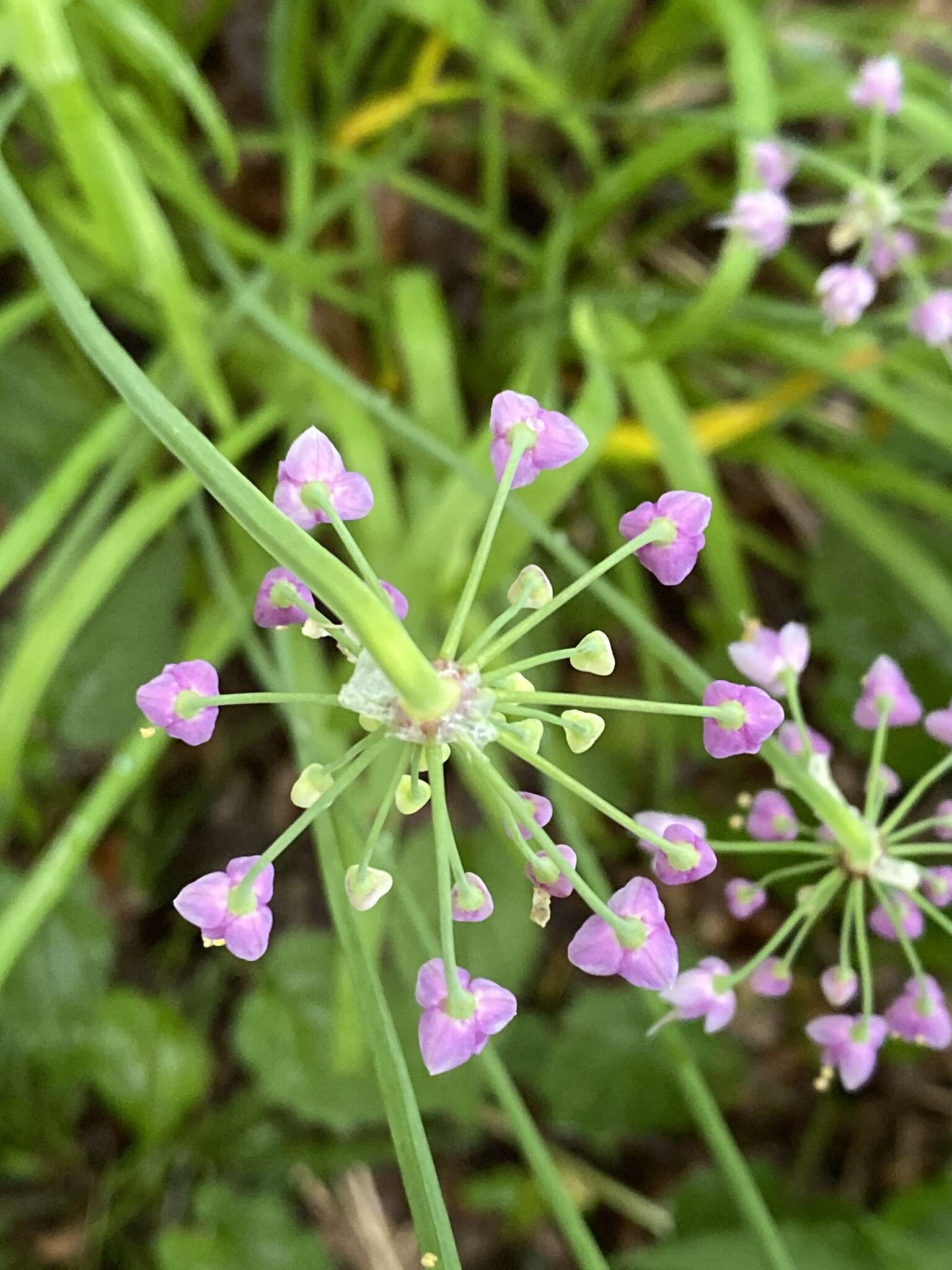 Image de ail penché