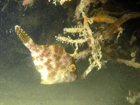 Image of Smooth leatherjacket