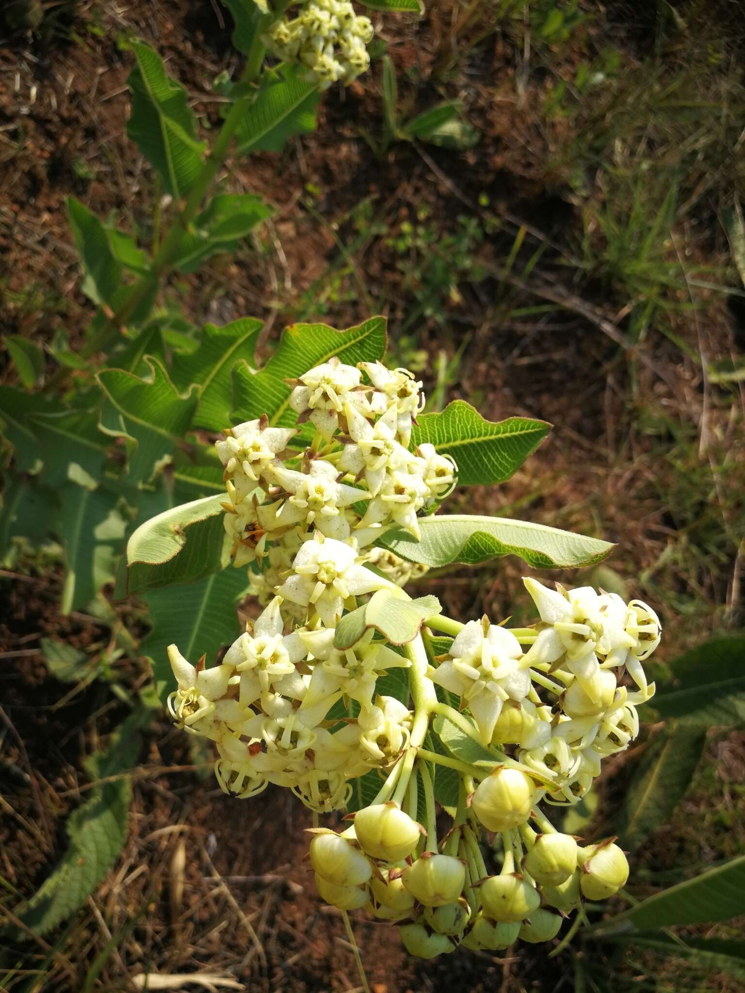 Слика од Pachycarpus scaber (Harv.) N. E. Br.