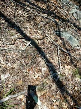 Image of milk snake