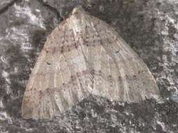 Image of Idiotephria debilitata Leech 1891