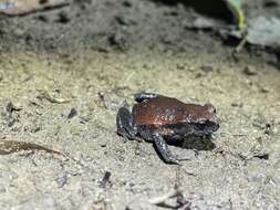 Image of Copper-backed Broodfrog