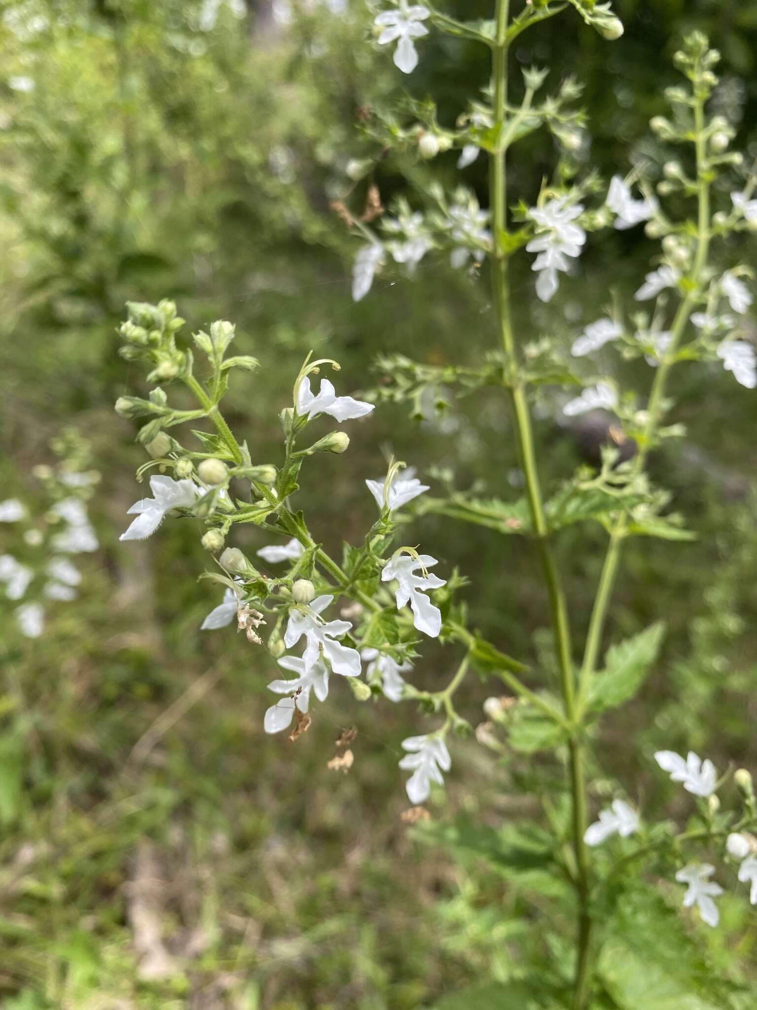 Image of Teucrium corymbosum R. Br.