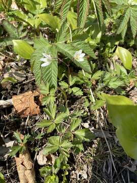 Image of Gagea triflora (Ledeb.) Schult. & Schult. fil.