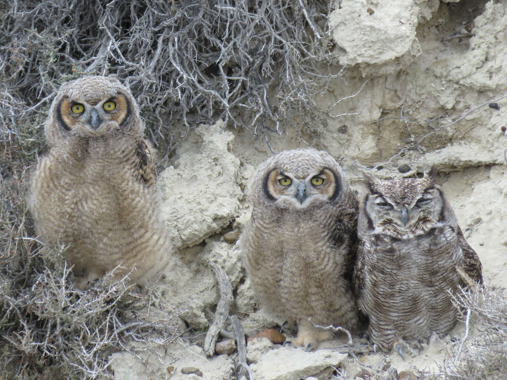 Image of <i>Bubo virginianus magellanicus</i>