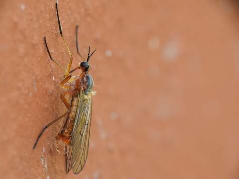 Image of Empis trigramma Wiedemann 1822